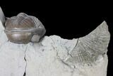 Wide Enrolled Eldredgeops Trilobite With Brachiopod - Silica Shale #132439-3